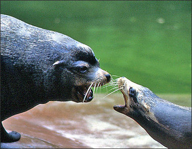 20120522-sea lion Zalophus_californianus_male_and_female.jpg